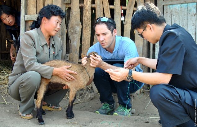 Camille examine une chèvre en compagnie d'agriculteurs nord-coréens
