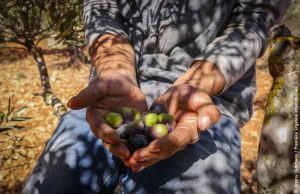 Les agriculteurs à Gaza subissent les conséquences du bloc, ici un agriculteur tient dans ses mains des olives qu'il a récolté